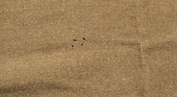WW2 US army issued wool blanket - Image 4
